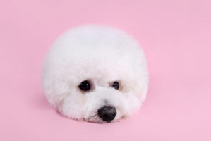 比熊犬有泪痕怎么办