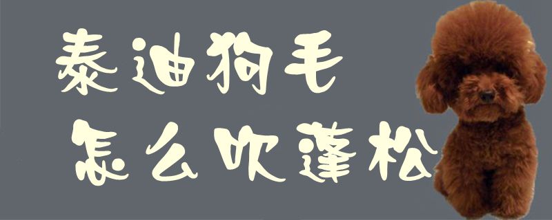 泰迪狗毛怎么吹蓬松1