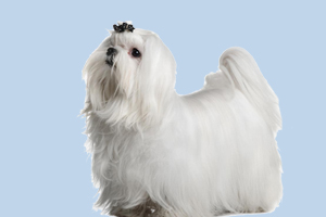 西施犬有什么特征