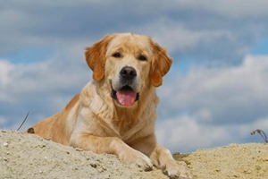 成年金毛怎么看年龄