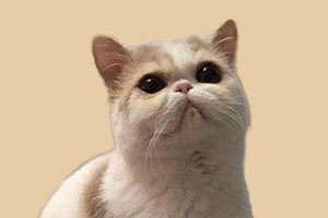 加菲猫如何去泪痕