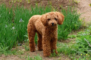 贵宾要生前什么症状