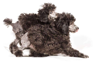 贵宾狗吃什么对毛发好