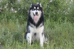 一个月的阿拉斯加怎么养