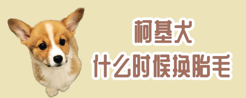 柯基犬什么时候换胎毛