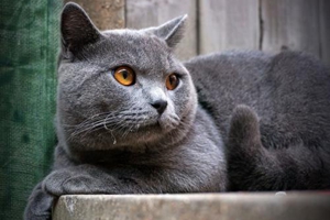 蓝猫该怎么喂养