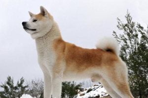 秋田犬严重挑食怎么办