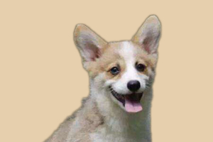 柯基换毛期是什么时候