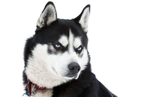 哈士奇三个月怎么喂养