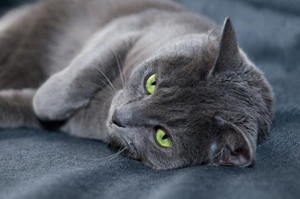 两个月的蓝猫怎么喂养