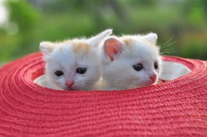 猫咪不想清耳朵怎么办