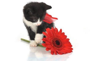 猫咪耳朵出血怎么处理