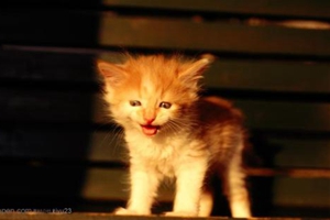 猫咪口臭是什么原因