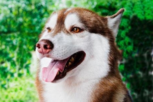 怎样使狗狗毛顺滑