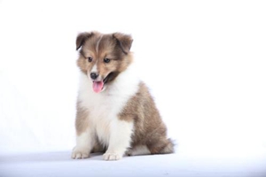 怎么使小狗不吃屎