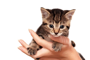 怎么讨猫咪喜欢