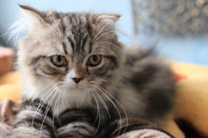 一个月的土猫怎么养