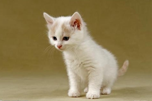 怎么给家猫洗澡