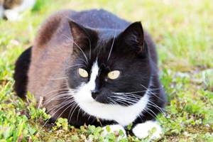 家猫吃什么食物