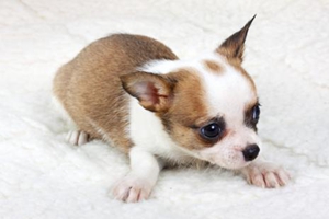 老年吉娃娃吃什么补钙