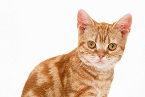 猫猫不让剪指甲怎么办