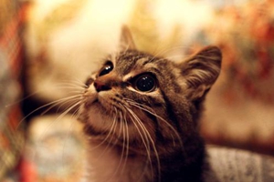 给猫猫洗澡完怎么吹干