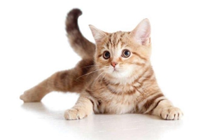 初生猫咪怎么喂养