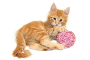 怎么给猫猫掏耳朵