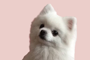 博美犬掉毛怎么办