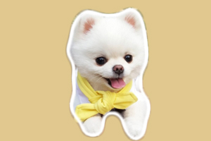 博美犬泪痕什么原因