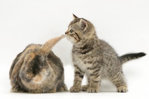 成年猫咪吃什么