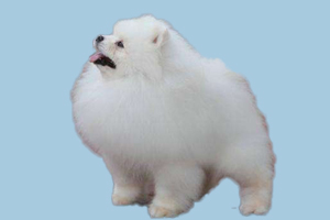 博美体味重怎么办