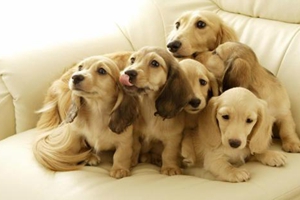 狗狗成年后吃什么好