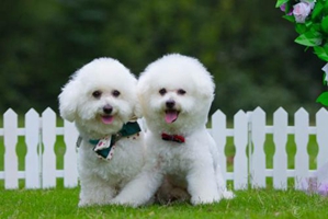 比熊喂什么食物好