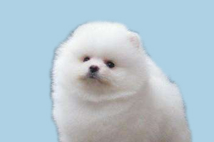 博美犬有泪痕怎么办