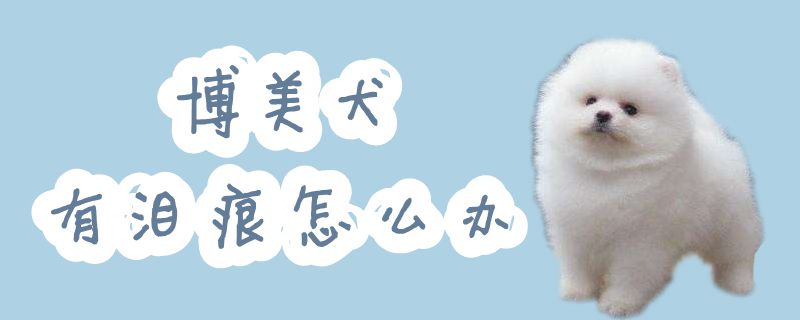 博美犬有泪痕怎么办