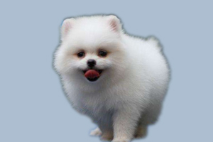 博美为什么那么臭