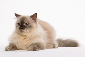 猫咪有口臭怎么办