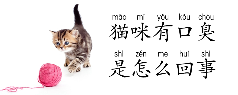 猫咪有口臭是怎么回事