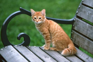 猫咪有口臭是怎么回事