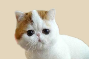 加菲猫怎么喂胖