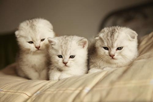 八个月小猫便秘怎么办