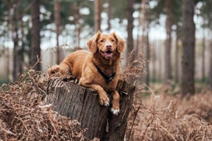 狗狗便秘的原因有哪些