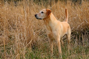 怎样看狗狗便秘