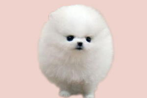 博美犬能吃什么蔬菜