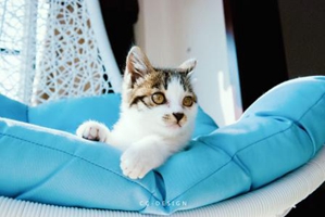 家猫吃什么猫粮