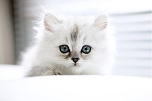 普通家猫怎么养