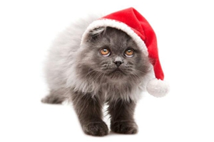 被野猫爪子抓伤出血怎么办