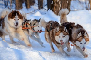 如何正确养阿拉斯加