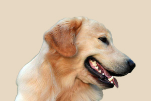 成年金毛犬一般吃什么